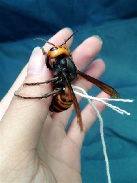 are asian giant hornets aggressive.